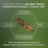 Lebende Schwarze Soldatenfliegen Larven Hermetia illucens - groß - einzeln entnehmbar