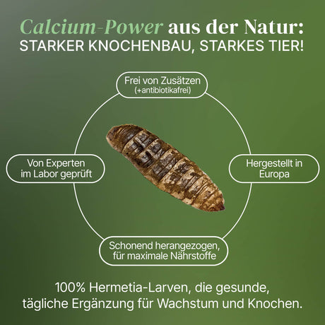Lebende Schwarze Soldatenfliegen Larven Hermetia illucens - groß - einzeln entnehmbar