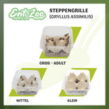 Steppengrille (Gryllus assimilis) als Futtertier für Reptilien, Amphibien, Vögel, Nagetiere