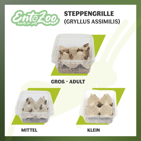 Steppengrille (Gryllus assimilis) als Futtertier für Reptilien, Amphibien, Vögel, Nagetiere