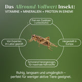 Steppengrille (Gryllus assimilis) als Futtertier für Reptilien, Amphibien, Vögel, Nagetiere