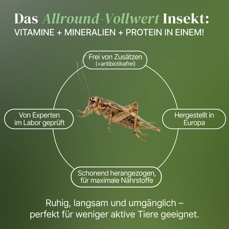 Steppengrille (Gryllus assimilis) als Futtertier für Reptilien, Amphibien, Vögel, Nagetiere