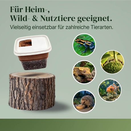 Terfly flugunfähige Stubenfliegen, Krullfliegen, Stummelfliegen (Musca domestica) Zuchtansatz 0,5 L