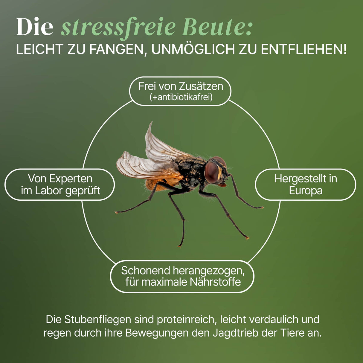 Terfly flugunfähige Stubenfliegen, Krullfliegen, Stummelfliegen (Musca domestica) Zuchtansatz 0,5 L