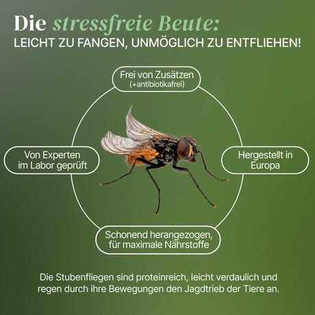 Terfly flugunfähige Stubenfliegen, Krullfliegen, Stummelfliegen (Musca domestica) Zuchtansatz 0,5 L