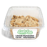 Lebende Wachsmotten Larven / Bienenmaden Larven in Substrat als Futtertier