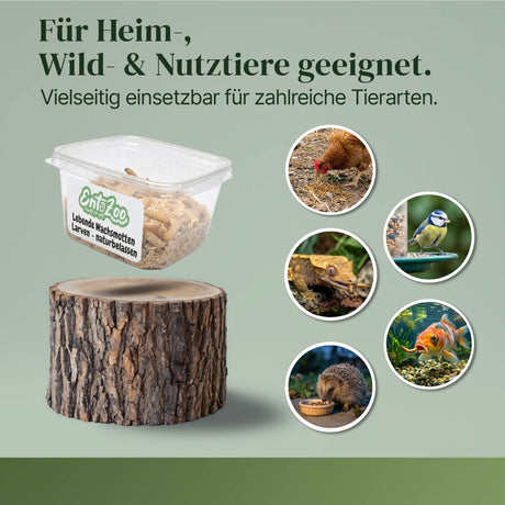 Lebende Wachsmotten Larven / Bienenmaden Larven in Substrat als Futtertier