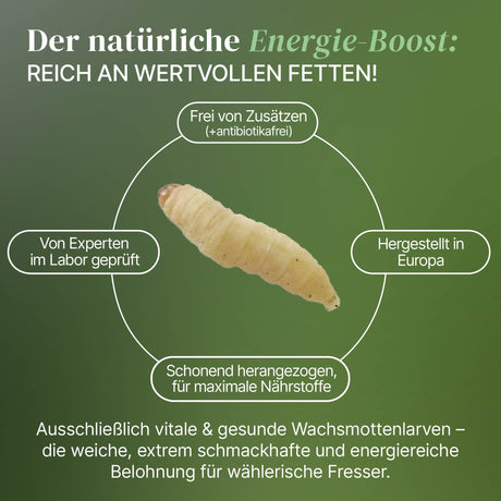 Lebende Wachsmotten Larven / Bienenmaden Larven in Substrat als Futtertier