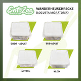 Wanderheuschrecke (locusta migratoria) als Futtertier für Reptilien, Amphibien, Vögel, Nagetiere