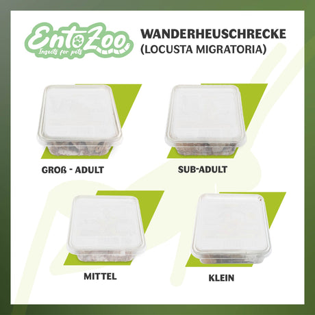 Wanderheuschrecke (locusta migratoria) als Futtertier für Reptilien, Amphibien, Vögel, Nagetiere