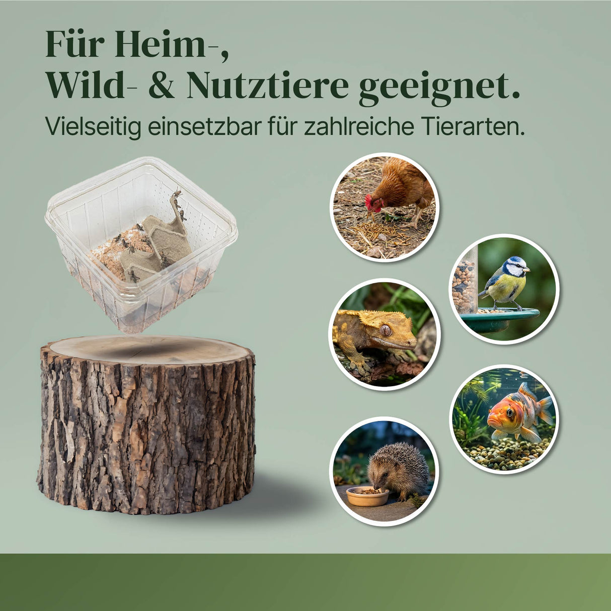 Wanderheuschrecke (locusta migratoria) als Futtertier für Reptilien, Amphibien, Vögel, Nagetiere