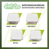 Wüstenheuschrecke (Schistocerca gregaria) als Futtertier für Reptilien, Amphibien, Vögel, Nagetiere