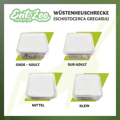 Wüstenheuschrecke (Schistocerca gregaria) als Futtertier für Reptilien, Amphibien, Vögel, Nagetiere