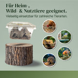 Wüstenheuschrecke (Schistocerca gregaria) als Futtertier für Reptilien, Amphibien, Vögel, Nagetiere