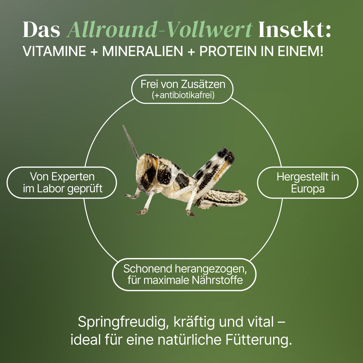 Wüstenheuschrecke (Schistocerca gregaria) als Futtertier für Reptilien, Amphibien, Vögel, Nagetiere