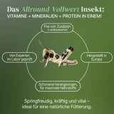Wüstenheuschrecke (Schistocerca gregaria) als Futtertier für Reptilien, Amphibien, Vögel, Nagetiere