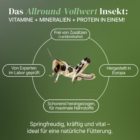 Wüstenheuschrecke (Schistocerca gregaria) als Futtertier für Reptilien, Amphibien, Vögel, Nagetiere