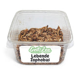 Lebende Zophobas in Substrat als Futtertier