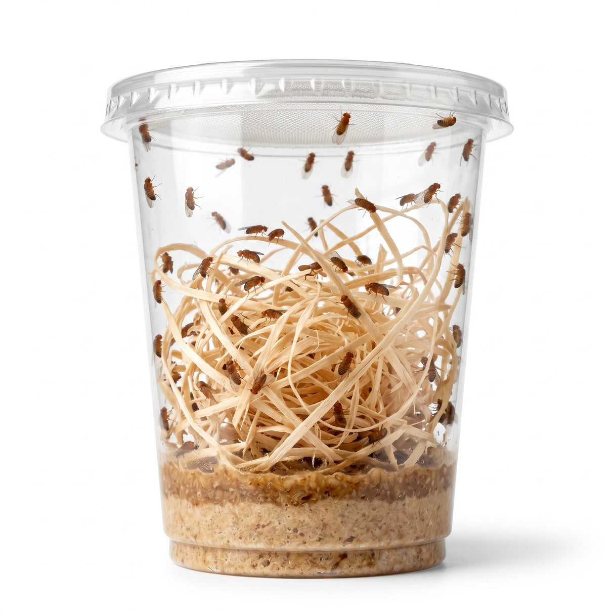 Fruchtfliegen (Drosophila Hydei) Zuchtansatz, Futterinsekten für kleine Tiere