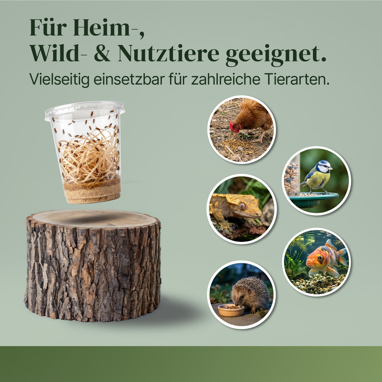 Fruchtfliegen (Drosophila Hydei) Zuchtansatz, Futterinsekten für kleine Tiere