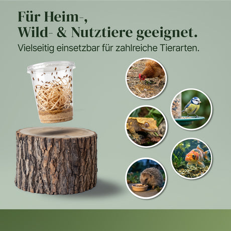 Fruchtfliegen (Drosophila Hydei) Zuchtansatz, Futterinsekten für kleine Tiere