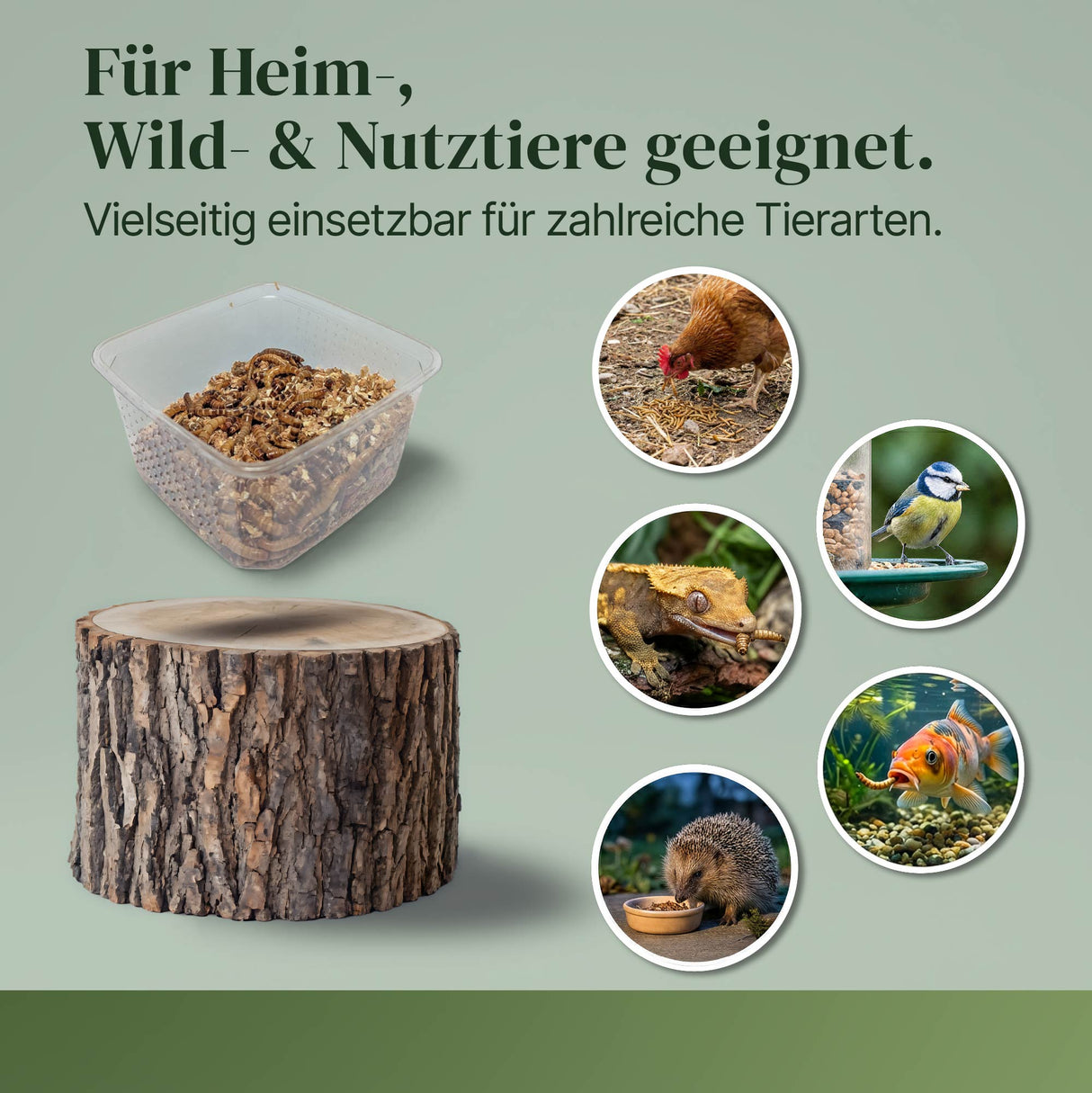 Lebende Zophobas in Substrat als Futtertier