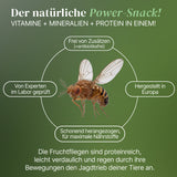 Fruchtfliegen (Drosophila Hydei) Zuchtansatz, Futterinsekten für kleine Tiere