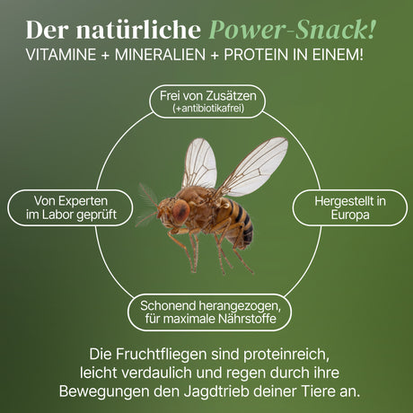 Fruchtfliegen (Drosophila Hydei) Zuchtansatz, Futterinsekten für kleine Tiere