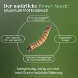Lebende Zophobas in Substrat als Futtertier