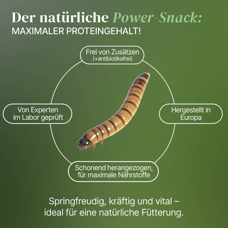 Lebende Zophobas in Substrat als Futtertier