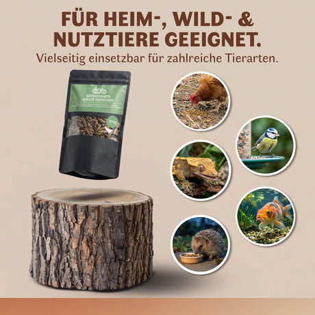 Getrocknete Heimchen Acheta domesticus  - groß - mit Beinen und Flügeln