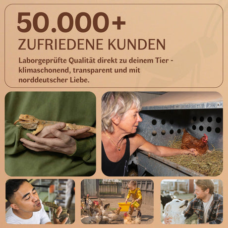 Getrocknete Heimchen Acheta domesticus  - groß - mit Beinen und Flügeln