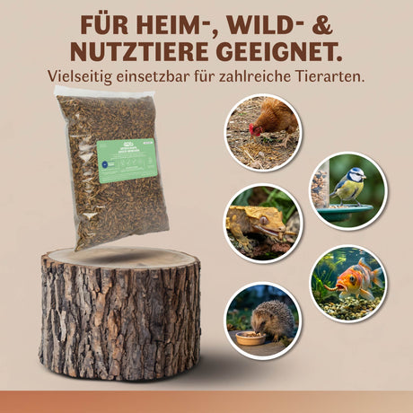 Getrocknete Heimchen Acheta domesticus  - groß - mit Beinen und Flügeln