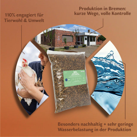 Getrocknete Heimchen Acheta domesticus  - groß - mit Beinen und Flügeln