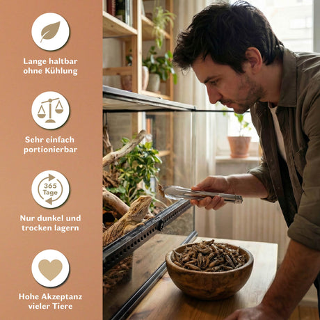 Getrocknete Heimchen Acheta domesticus  - groß - mit Beinen und Flügeln