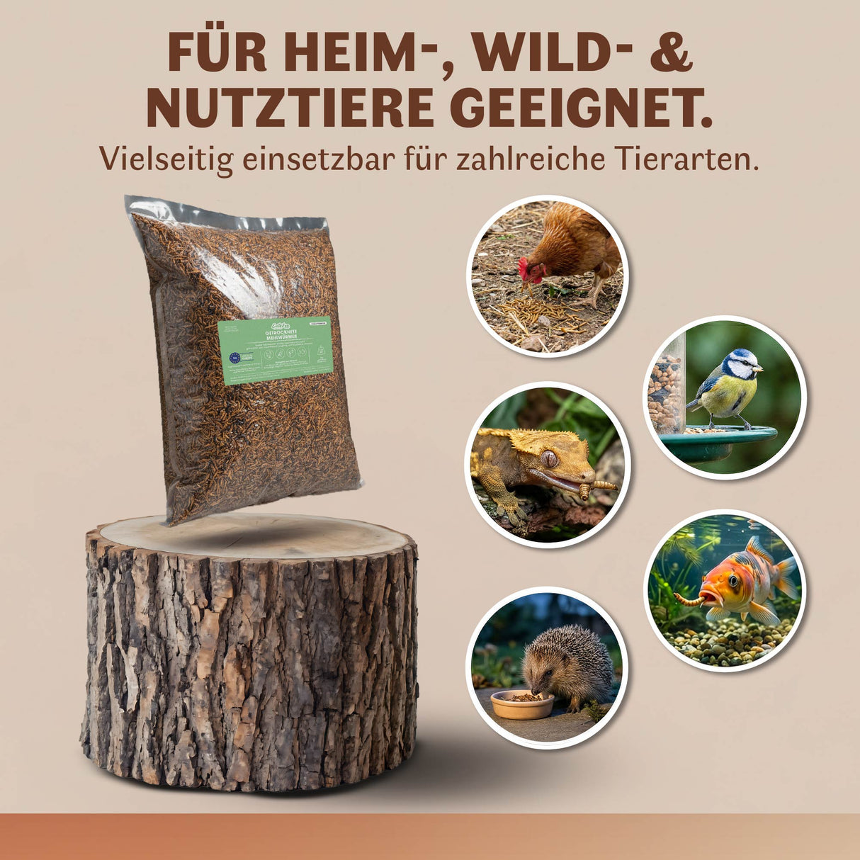 Getrocknete Mehlwürmer