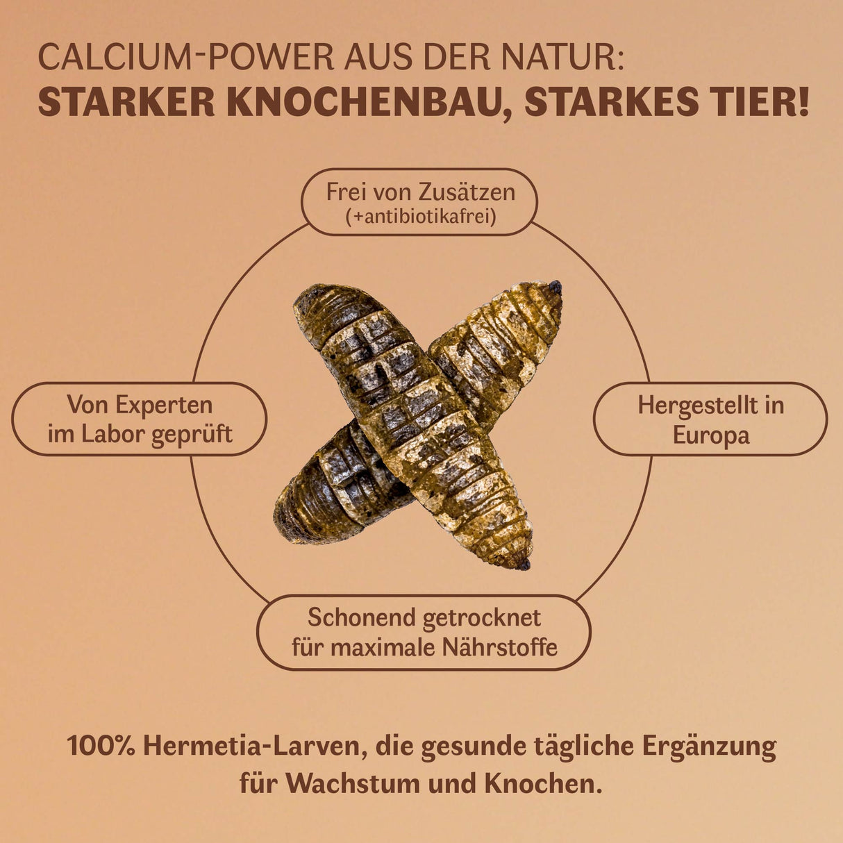 Getrocknete Schwarze Soldatenfliegen Larven für Vögel und andere Haustiere