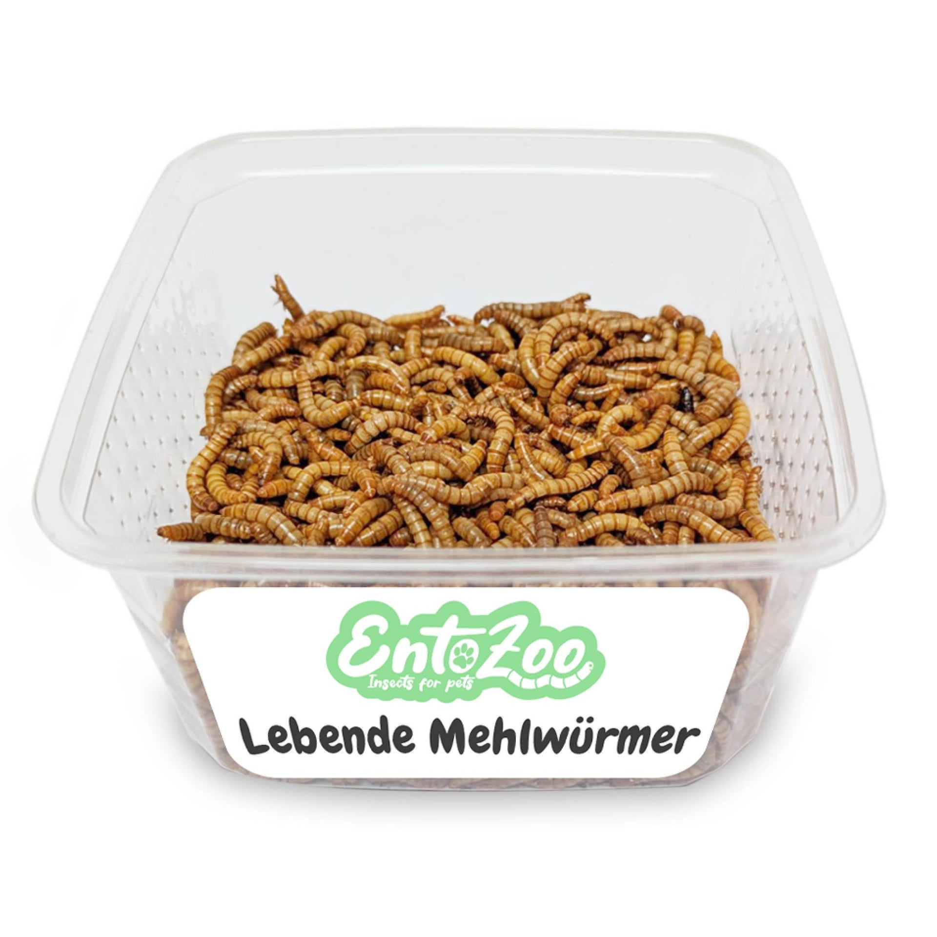 Lebende Mehlwürmer als Futtertier