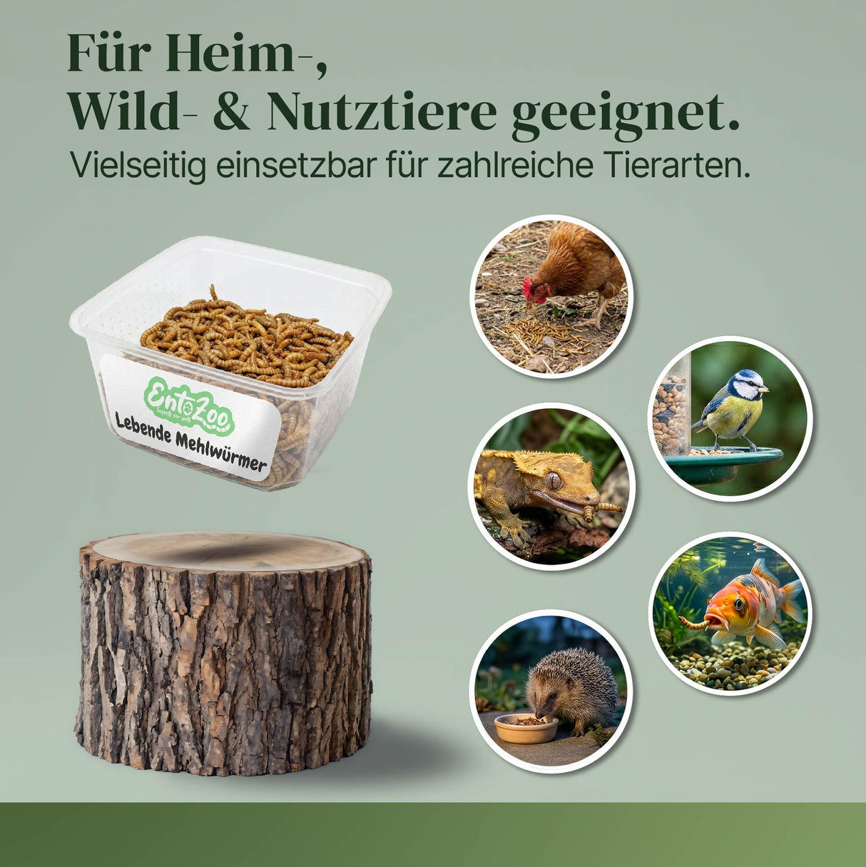 Lebende Mehlwürmer als Futtertier