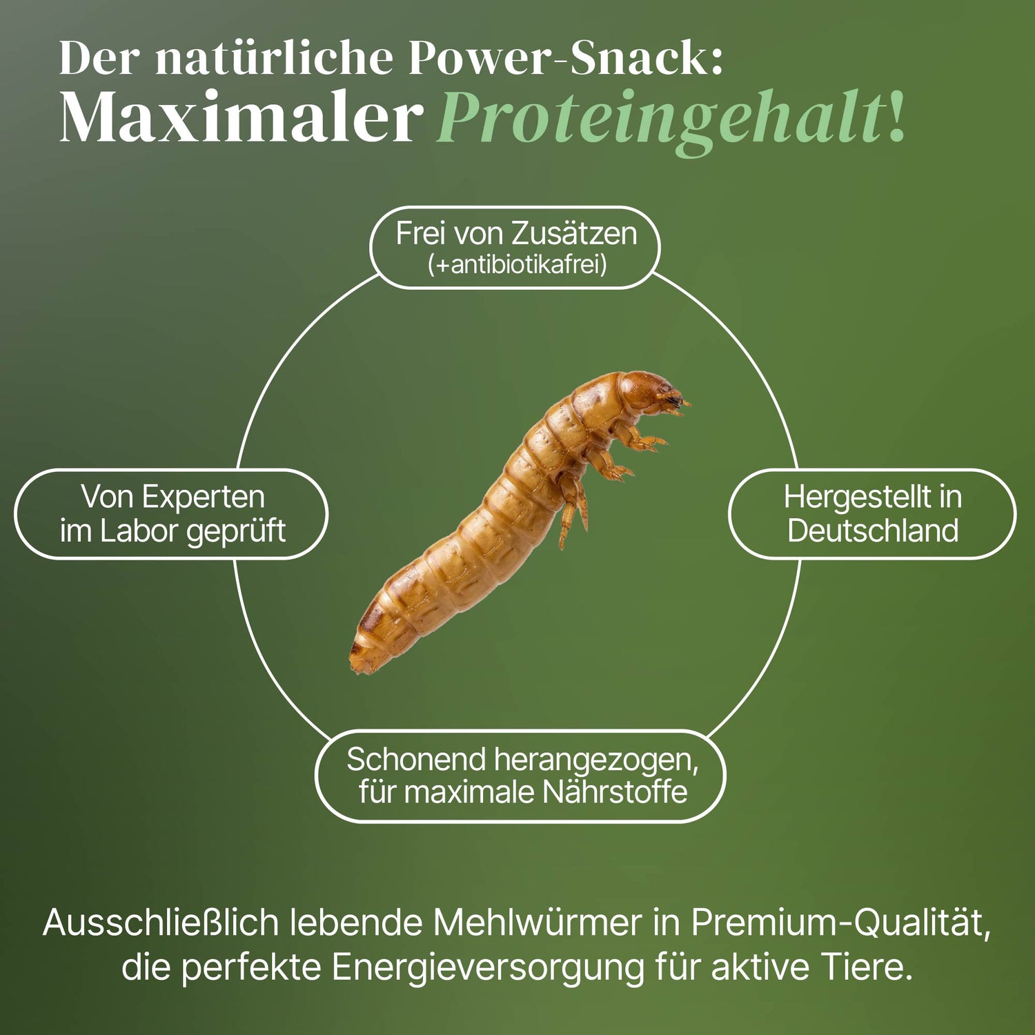 Lebende Mehlwürmer als Futtertier