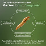 Lebende Mehlwürmer als Futtertier