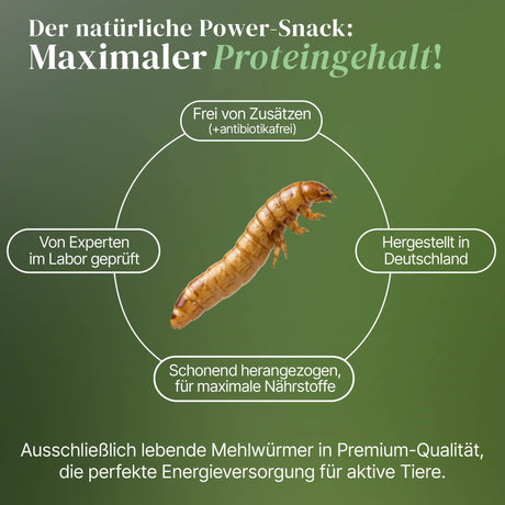 Lebende Mehlwürmer als Futtertier