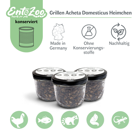 EntoZoo - ganze Heimchen im Glas - einzeln entnehmbar - als Futtertier