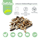 Live Black Soldier Fly Larvae (Hermetia illucens) - Large - Individually Removable