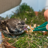 Lebende Mehlwürmer als Futtertier