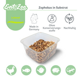 Live Zophobas (Giant Mealworms) in Substrate as Feeder Insects