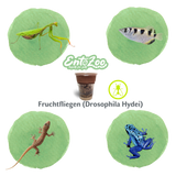 Fruchtfliegen (Drosophila Hydei) Zuchtansatz, Futterinsekten für kleine Tiere