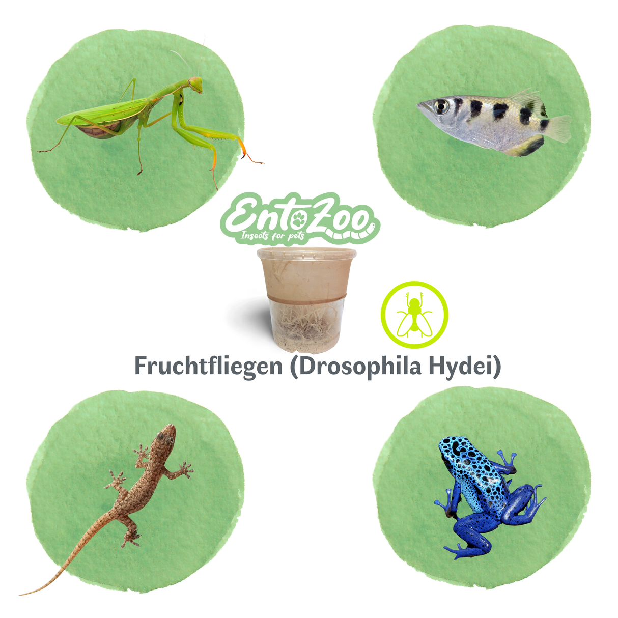 Fruchtfliegen (Drosophila Hydei) Zuchtansatz, Futterinsekten für kleine Tiere