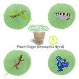 Fruchtfliegen (Drosophila Hydei) Zuchtansatz, Futterinsekten für kleine Tiere