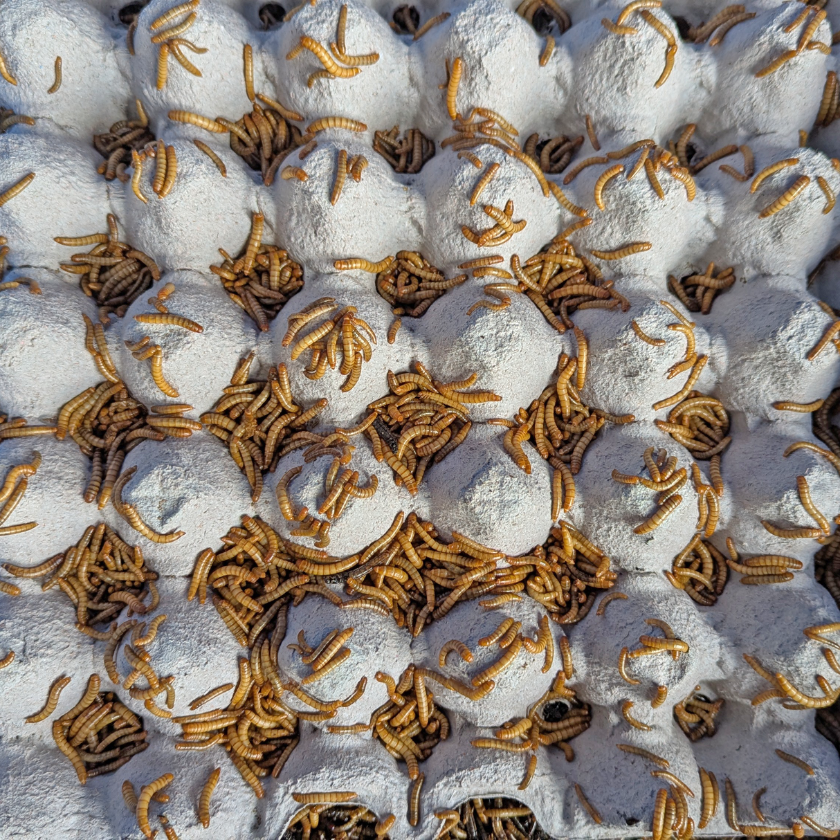 Lebende Mehlwürmer als Futtertier